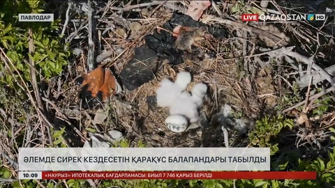 «Ертіс орманынан» әлемде сирек кездесетін қарақұс балапандары табылды