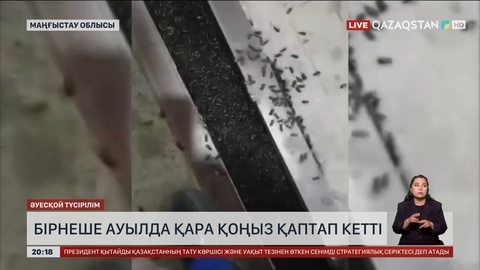 Маңғыстау облысында бірнеше ауылда қара қоңыз қаптап кетті