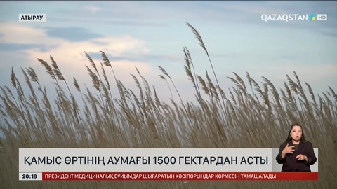 Атырауда қамыс өртінің аумағы 1500 гектардан асты