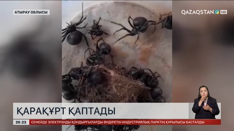 Атырау облысында қарақұрт қаптады
