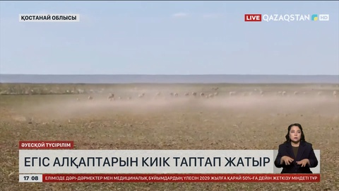 Қостанай облысындағы егіс алқаптарына киіктердің зардабы тиюде