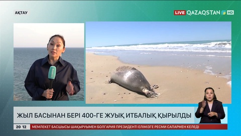 Ақтауда жыл басынан бері 400-ге жуық итбалық қырылды