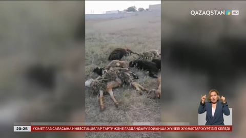 Қарағанды облысының Долинка кентінде жаппай мал қырылды