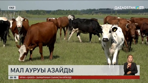 СҚО-да мал ауруы азайды