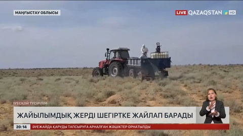 Маңғыстауда жайылымдық жерді шегіртке жайлап барады