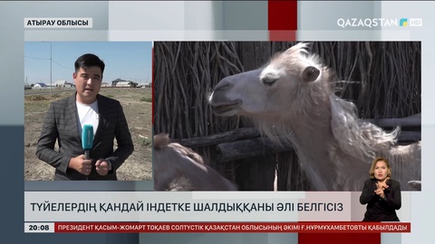 Атырау облысында түйелердің қандай індетке шалдыққаны әлі белгісіз