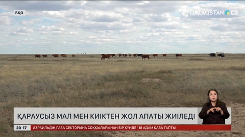 БҚО-да қараусыз мал мен киіктен жол апаты жиіледі
