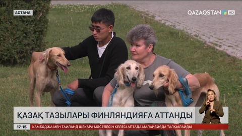 Қазақ тазылары Финляндияға аттанды