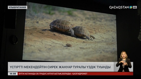Лондонда Үстіртті мекендейтін тасбақа туралы деректі фильм көрсетілді