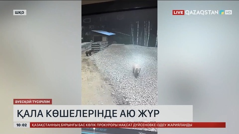 Шығыстағы Риддер қаласының көшелерінде аюлар жүр