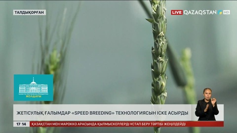 Жетісулық ғалымдар «Speed Breeding» технологиясын іске асырды