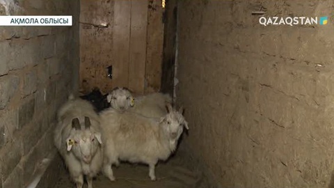 Астананың іргесіндегі Қажымұқан ауылында мал ұрлығы өршіп тұр