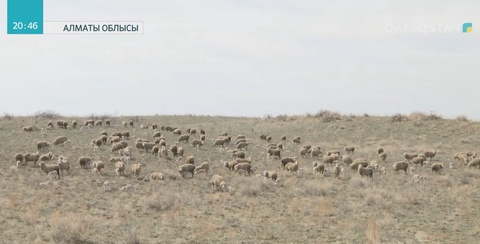 Мал төлдету науқаны басталды