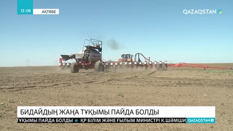 Ақтөбелік ғалымдар бидайдың жаңа түрін шығарды