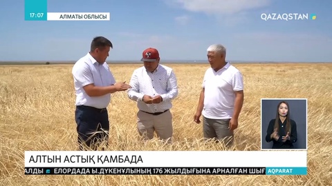 Жетісулық диқандар егін ору науқанын бастап кетті