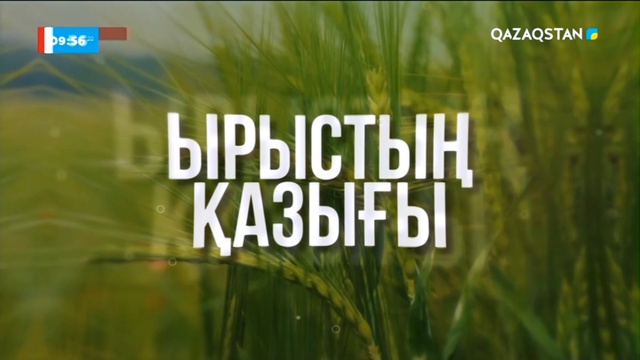 Табыс сыры - асыл тұқымды сиырлар І «Ырыстың қазығы»
