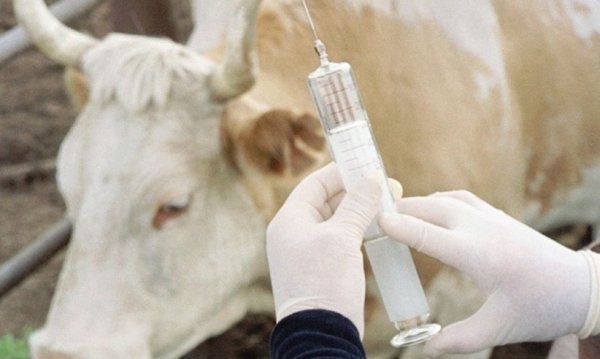 Елімізде Сібір жарасы туралы жалған ақпарат тарады