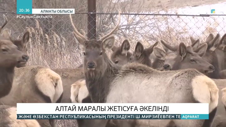 Алтай маралы Жетісуға әкелінді