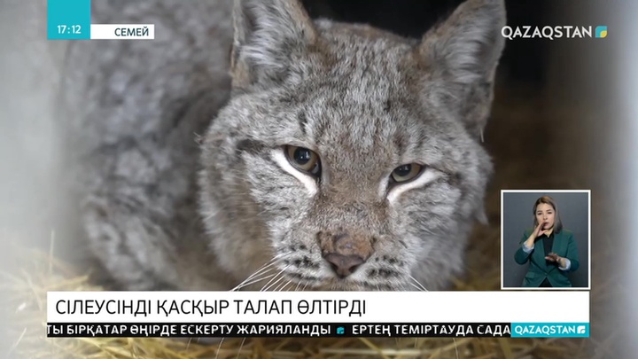 Семейдегі биологиялық орталықта сілеусінді қасқыр талап өлтірді