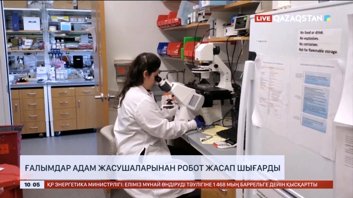 АҚШ-та ғалымдар адам жасушаларынан робот жасап шығарды