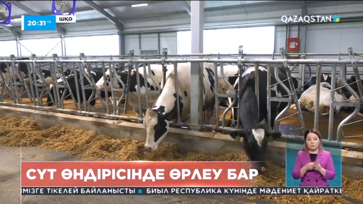 Сүт өндірісінде өрлеу бар