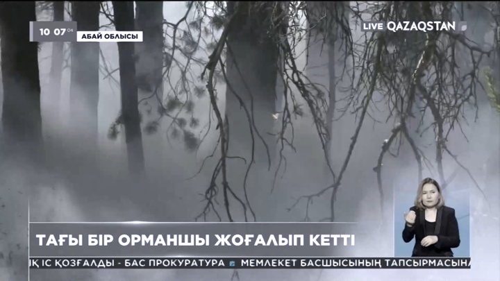 Абай облысында тағы бір орманшы жоғалып кетті