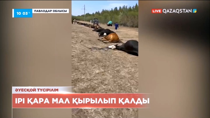 Павлодар облысында ірі қара мал қырылып қалды