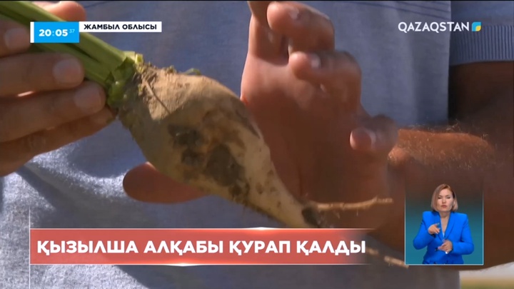 Жамбылда қызылша өсірушілер құрғақшылықтан шығынға батып жатыр