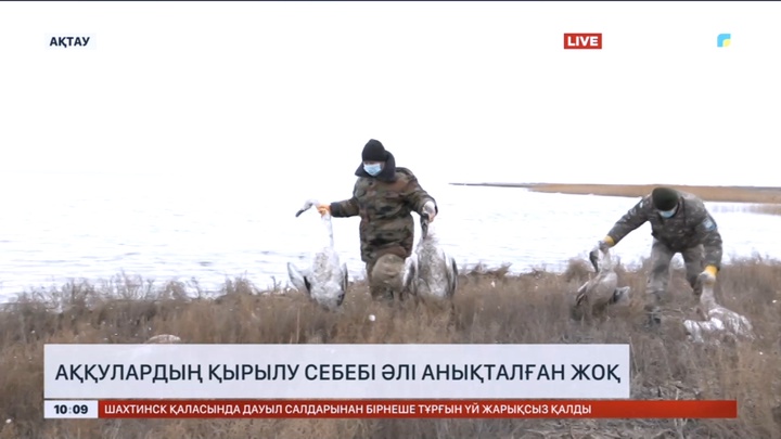 Аққулардың қырылу себебі әлі анықталған жоқ