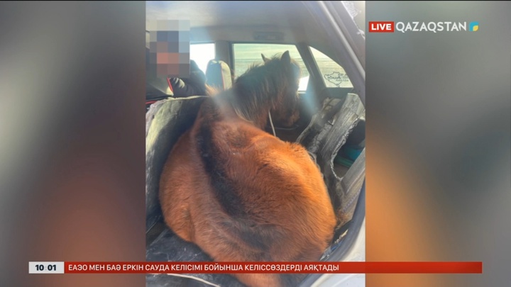 Қарағанды облысында жылқыны жеңіл көлікпен тасыған
