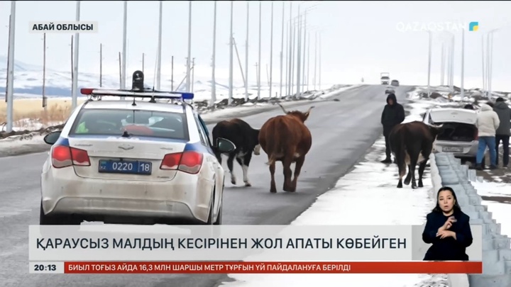 Абай облысында қараусыз малдың кесірінен жол апаты көбейген