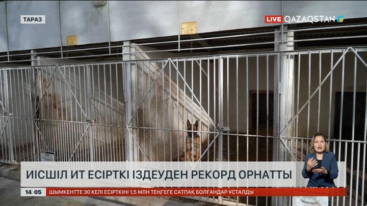Таразда «Лекки» атты иісшіл ит еліміз бойынша есірткі табуда рекорд орнатты