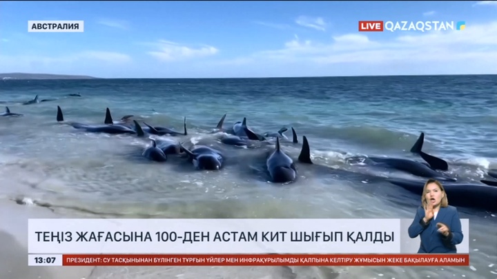 Австралияда теңіз жағасына 100-ден астам кит шығып қалды