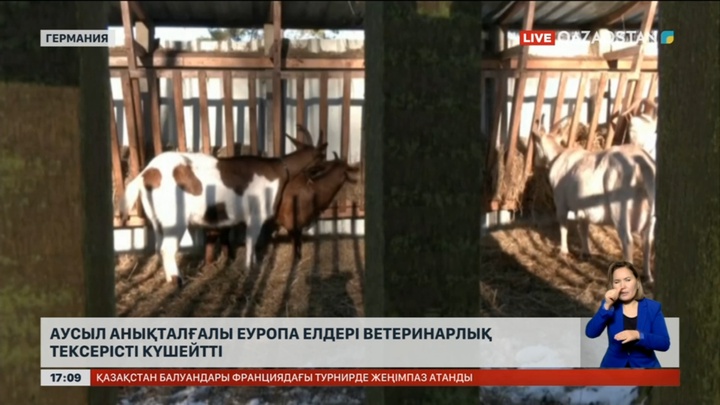 Аусыл анықталғалы Еуропа елдері ветеринарлық тексерісті күшейтті