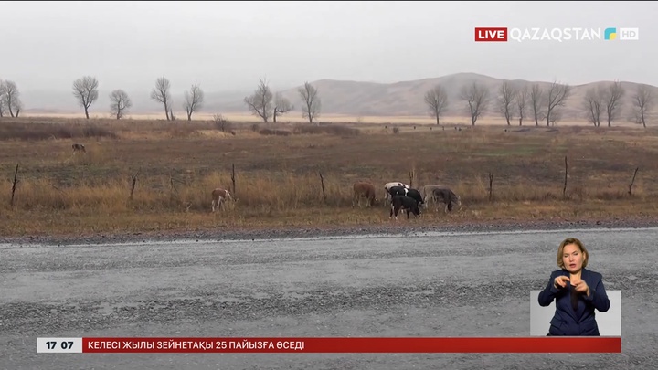 ШҚО-да Маралды ауылында өлген сиырлардан  жұқпалы ауру анықталған жоқ