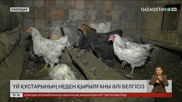 Павлодар облысында үй құстары әлі қырылып жатыр