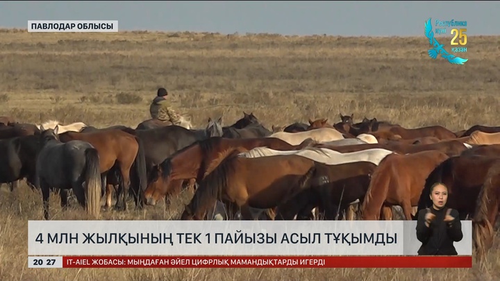 4 млн жылқының тек 1 пайызы асыл тұқымды 