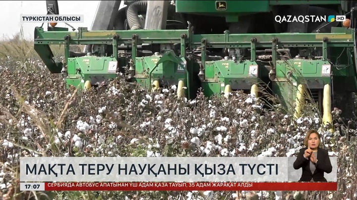 Түркістан облысында мақта теру науқаны қыза түсті