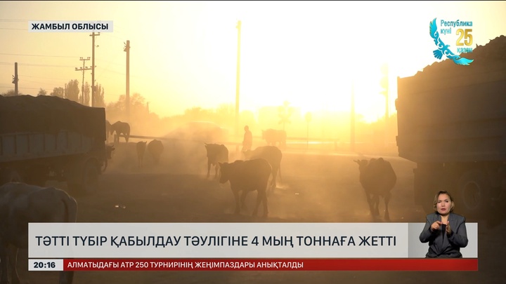 Жамбылдағы «Меркі қант зауыты» тәулігіне 4 мың тонна қызылша қабылдайды
