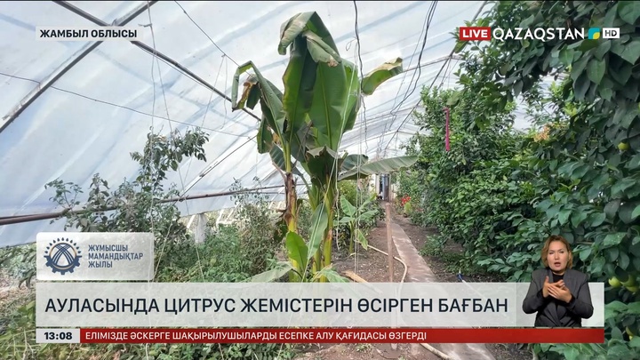 Жамбылдық бағбан цитрус жемістерін жерсіндірген