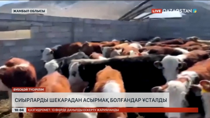 Жамбыл облысында сиырларды шекарадан асырмақ болғандар ұсталды