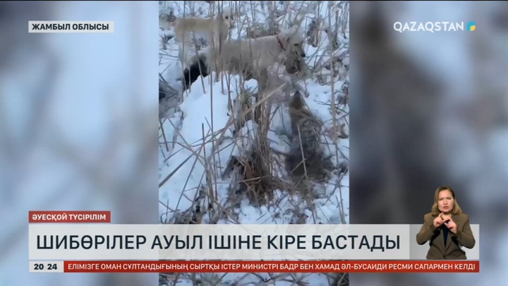 Жамбылда шибөрілер ауыл ішіне кіре бастады