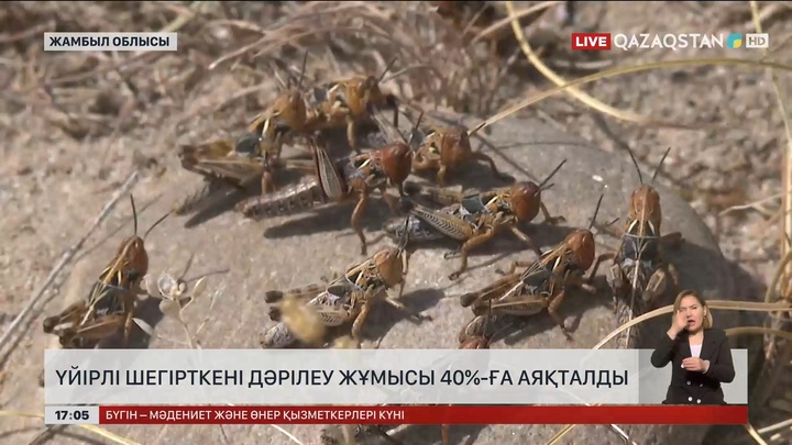 Жамбыл облысында шегірткелерді улау 40% аяқталды