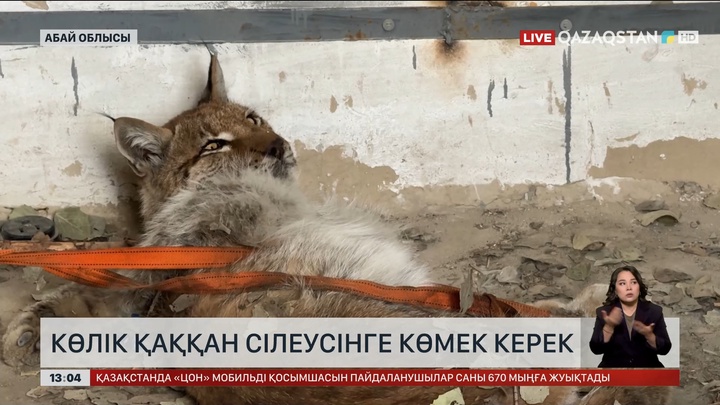 Семейде сілеусінді көлік қағып кеткен