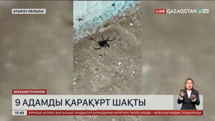 Атырау облысында 9 адамды қарақұрт шаққан