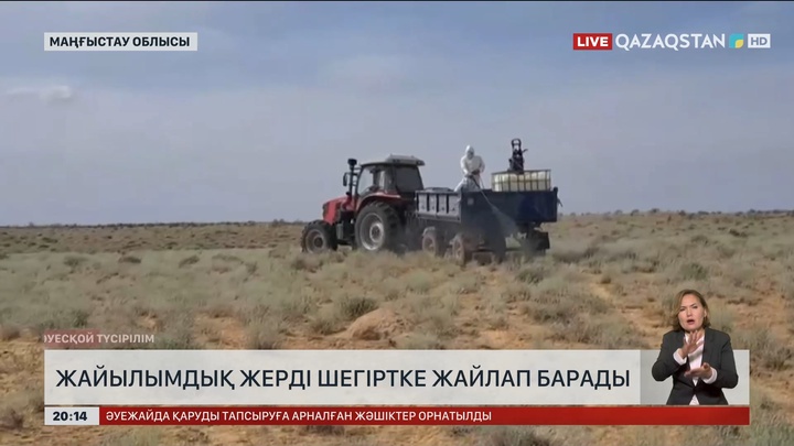 Маңғыстауда жайылымдық жерді шегіртке жайлап барады