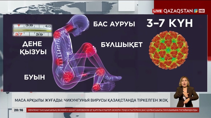 Маса арқылы жұғады: Чикунгунья вирусы Қазақстанда тіркелген жоқ