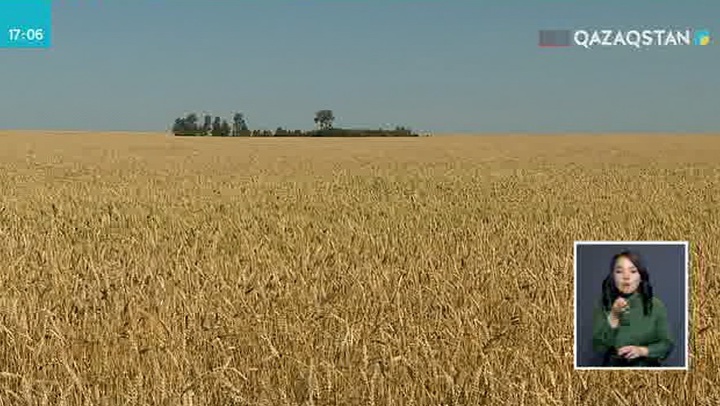 Өмірзақ Шөкеев: Егістіктің 73%-ы жиналды