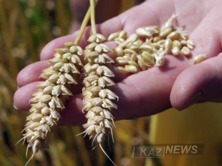 Қостанайлықтар ауылшаруашылық еңбеккерлері  күнін  тойлады