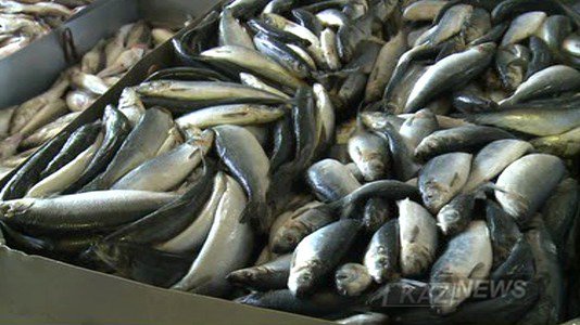 Семейде балық зауыты іске қосылды
